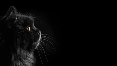 A cat looks off to the right in profile, one amber eye and its whiskers lit while the right half stays empty.