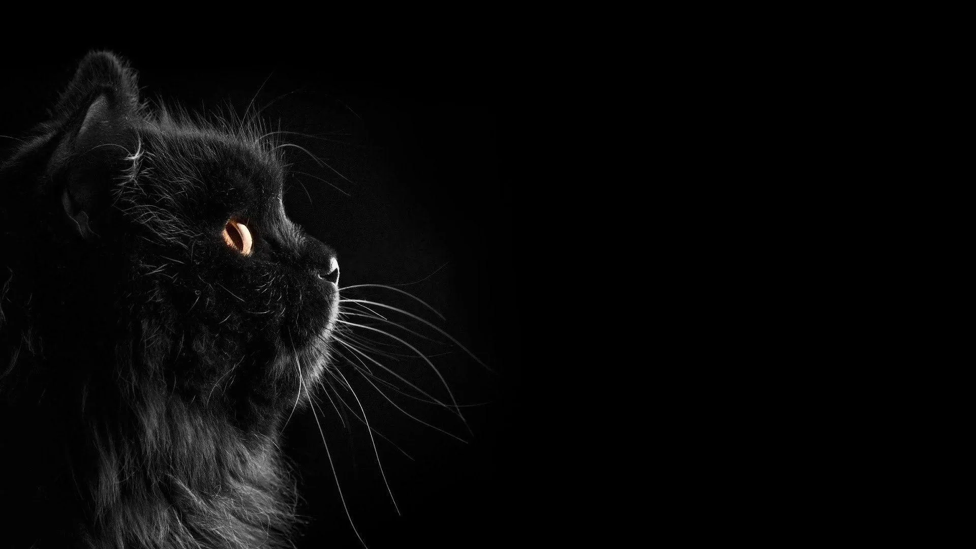 A cat looks off to the right in profile, one amber eye and its whiskers lit while the right half stays empty.
