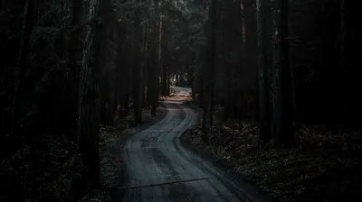 A gravel road curves away between dense pines, the only light a warm break in the trees at the far bend.