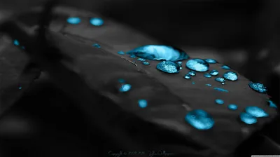 Beads of water sit along a grey leaf and glow bright cyan, the only colour in an otherwise monochrome shot.