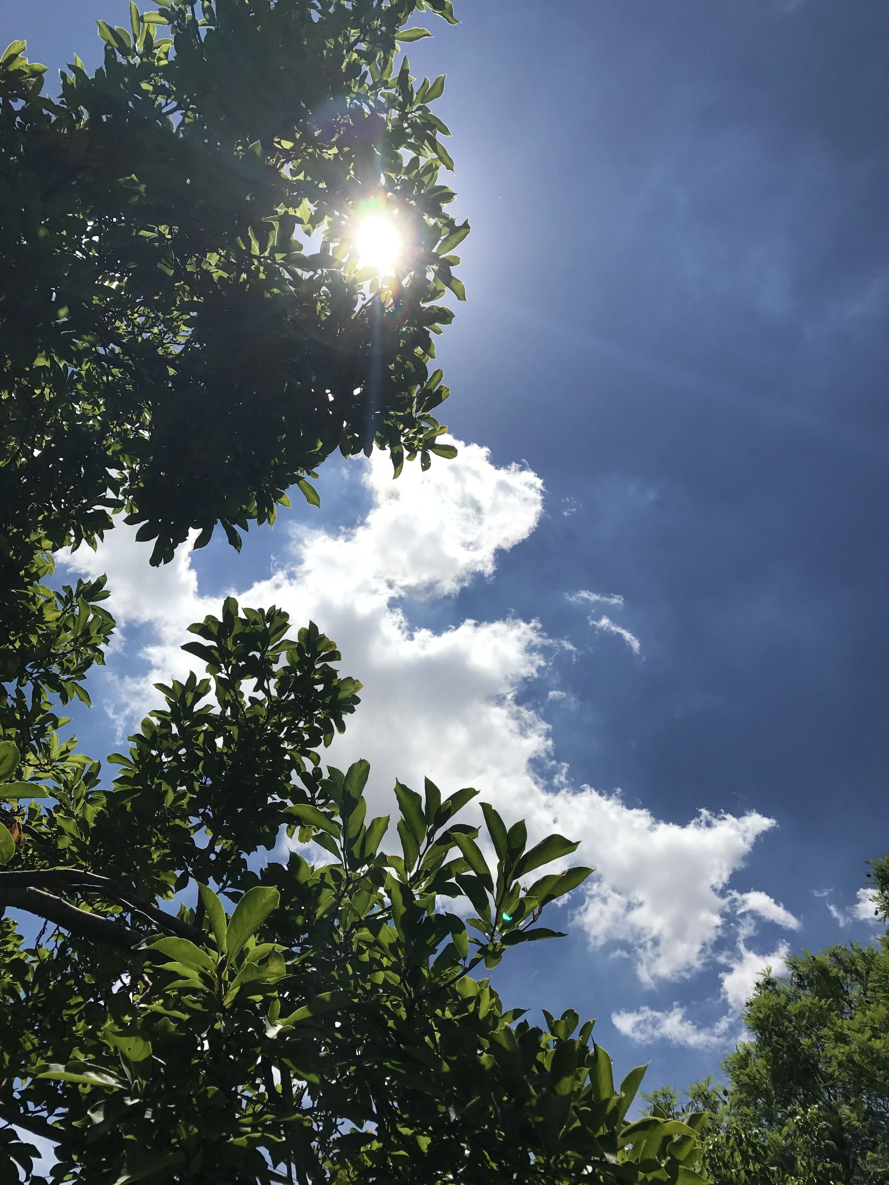 Looking straight up through dark green leaves as the sun flares through a gap at the top left, white cloud filling the sky beyond.