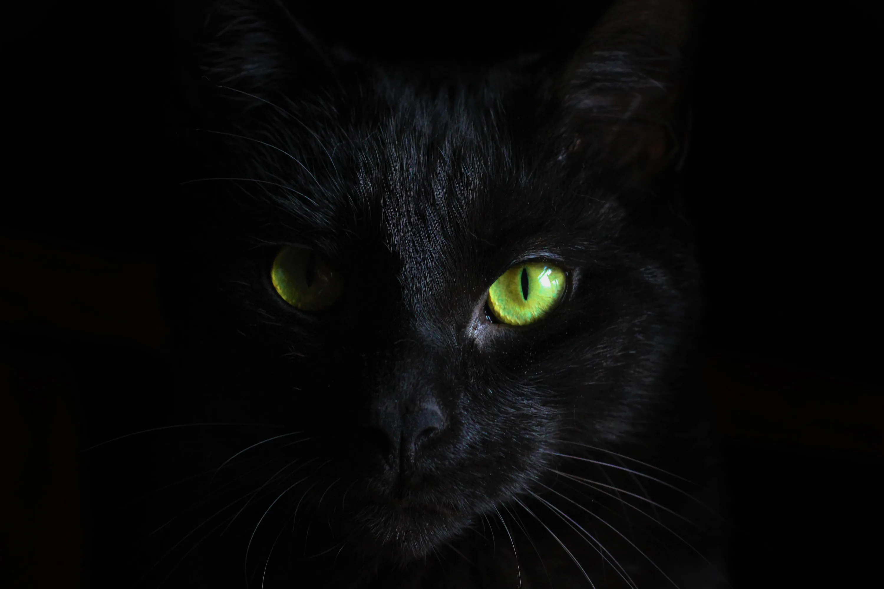 One vivid green eye holds the focus while the other sits half in shadow, the black fur around them almost merging with the backdrop.