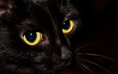 Macro crop on two amber eyes with narrowed pupils, the fur around them almost lost to the dark and one whisker catching the light.