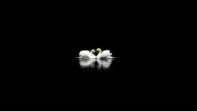 A pair of white swans meet beak to beak on black water so their necks form a heart, the reflection below them the only other light.
