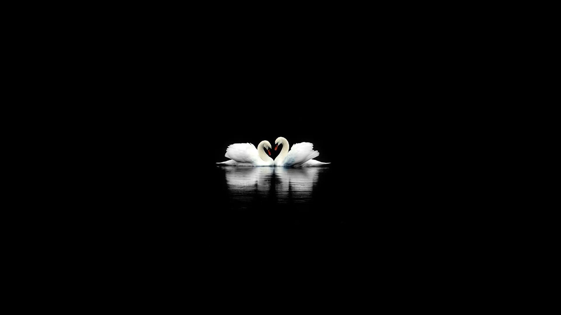A pair of white swans meet beak to beak on black water so their necks form a heart, the reflection below them the only other light.