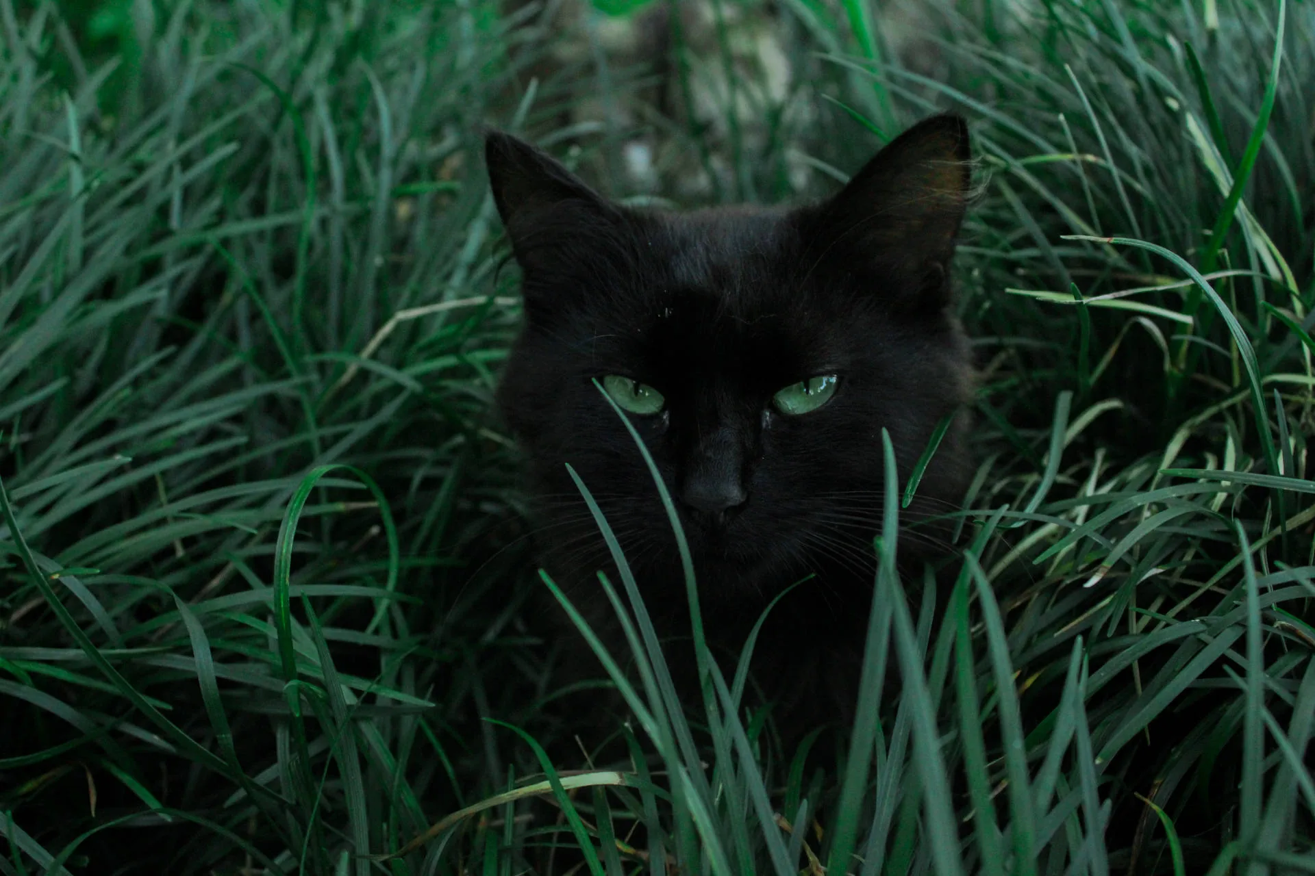 Deep green blades close over a crouching cat, just the head and pale green eyes showing through the stalks in cool overcast light.