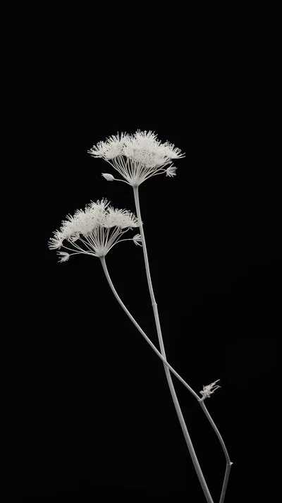 Two seed-head blooms lean out from a thin stem, lit from the front and floating on solid black.