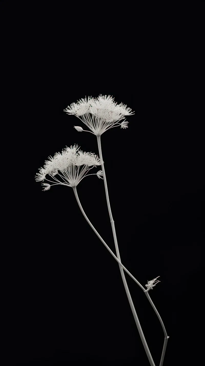 Two seed-head blooms lean out from a thin stem, lit from the front and floating on solid black.