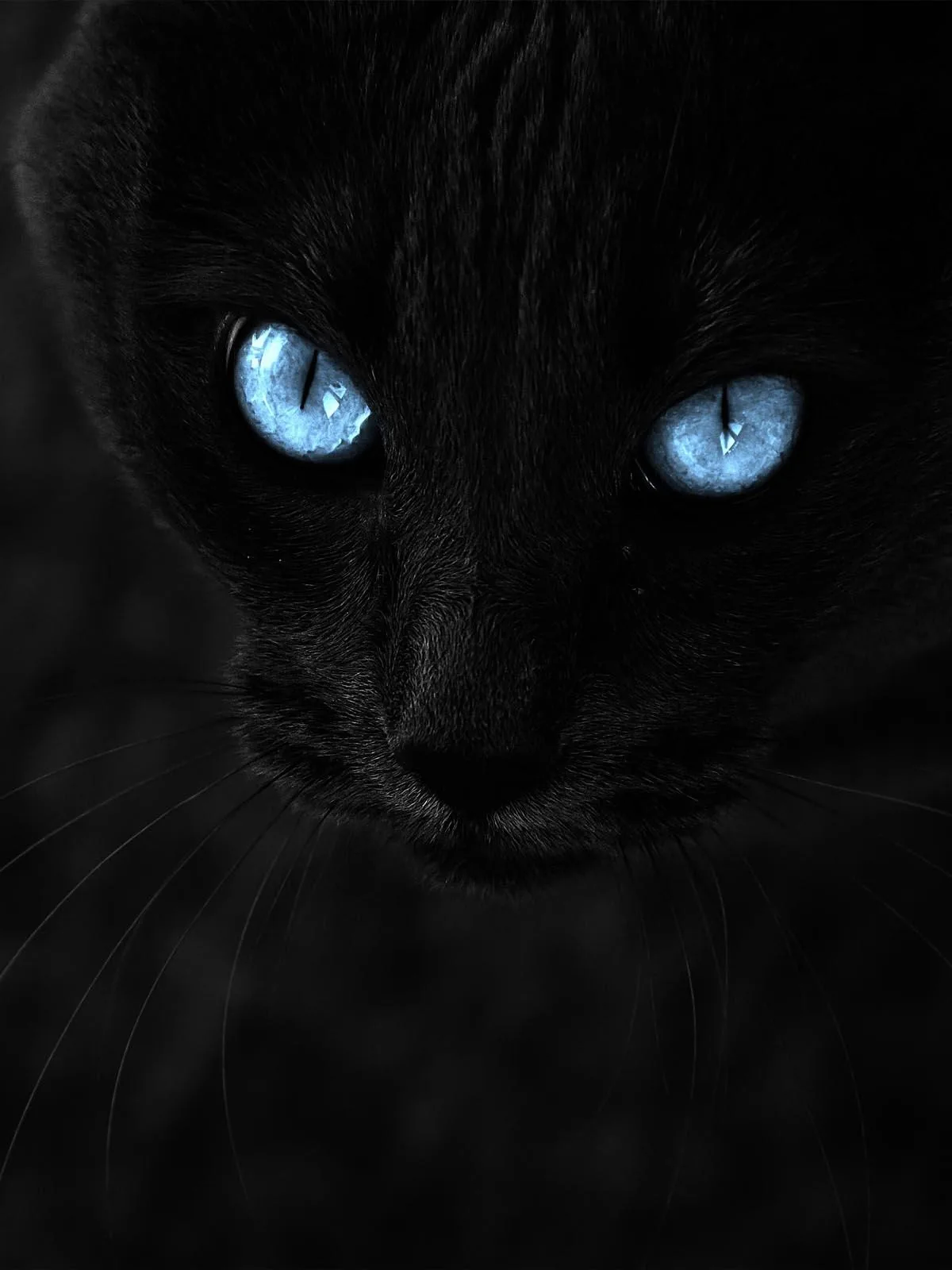 Two cold blue eyes cut through an almost entirely black portrait, the muzzle and long whiskers only faintly visible below them.