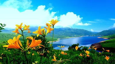 Day lilies crowd the left and bottom edges while a deep blue lake recedes toward misty hills; a phone crop keeps the flowers but loses the water.