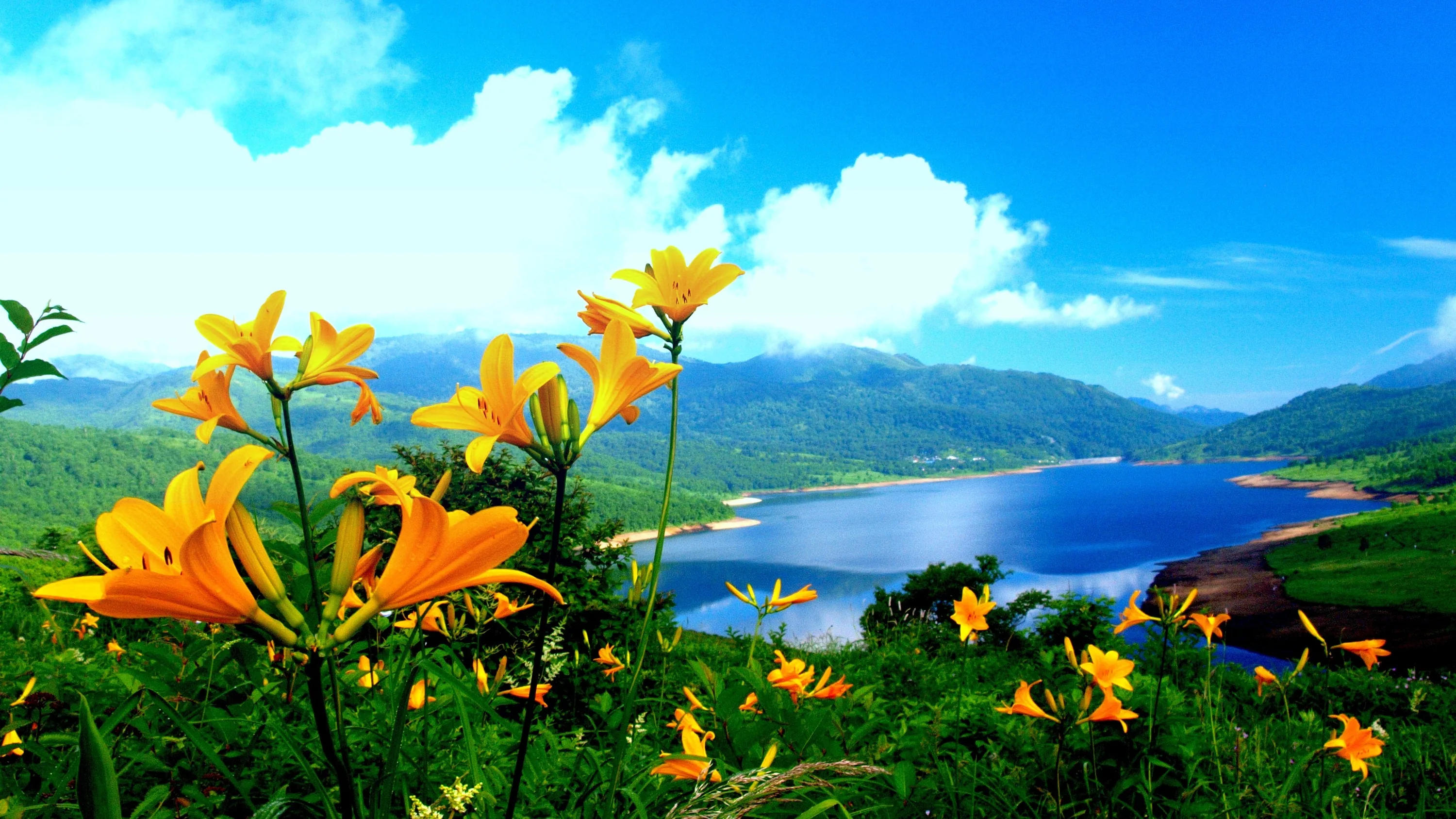 Day lilies crowd the left and bottom edges while a deep blue lake recedes toward misty hills; a phone crop keeps the flowers but loses the water.