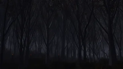 Rows of thin trunks recede into fog under a black sky, the ground fading out before the bottom edge.