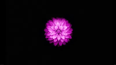 One small magenta dahlia sits alone in the upper middle of a true black field, its layered petals the only thing lit.