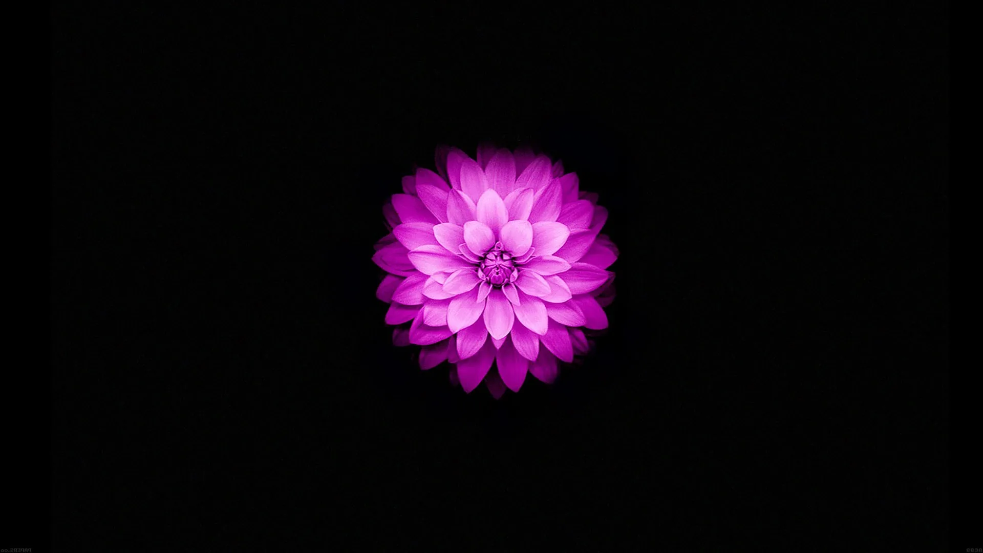 One small magenta dahlia sits alone in the upper middle of a true black field, its layered petals the only thing lit.