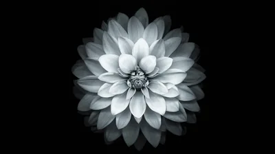 A dahlia sits centred with its petals fanning out in even rows, the grey tones fading to black before they reach the edges.