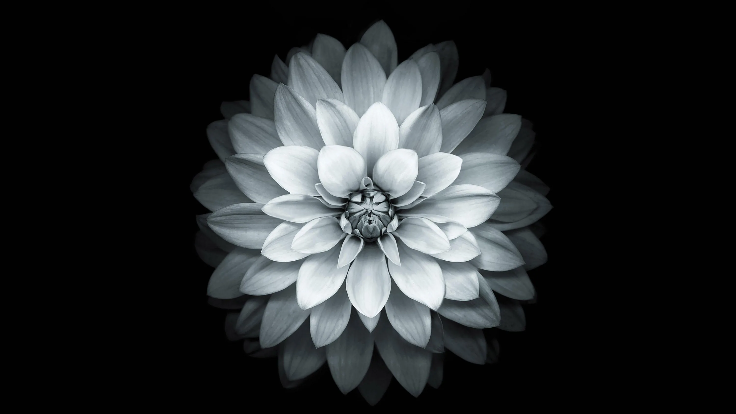 A dahlia sits centred with its petals fanning out in even rows, the grey tones fading to black before they reach the edges.