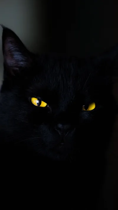 Two yellow eyes glow from a black cat almost swallowed by the shadow around it, only the ears and muzzle catching any light.
