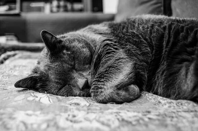 A cat curled asleep on a patterned bedspread, shot in monochrome with the room behind it thrown out of focus.