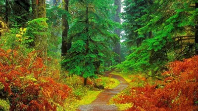 A narrow trail splits banks of rust-red ferns beneath green spruce boughs, the saturated colour heaviest in the lower half of the frame.
