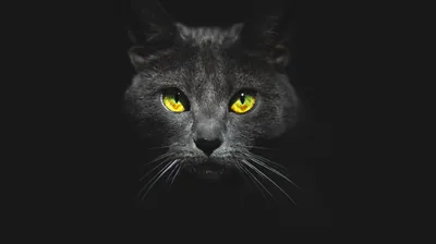 Only the cat's face emerges from the darkness — yellow eyes, a pale nose and a few whiskers — while the rest of the frame stays near-solid black.