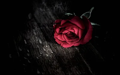 A single red rose lies on split, weathered planks, a narrow shaft of light crossing the grain while the corners stay black.