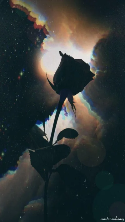 A rose in full silhouette blocks the light behind it, prismatic light-leak streaks running down the frame like scratched film.