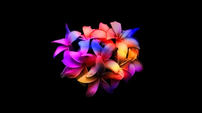 A tight bunch of frangipani blooms lit in pink, orange and violet neon, floating in the middle of a completely black field.