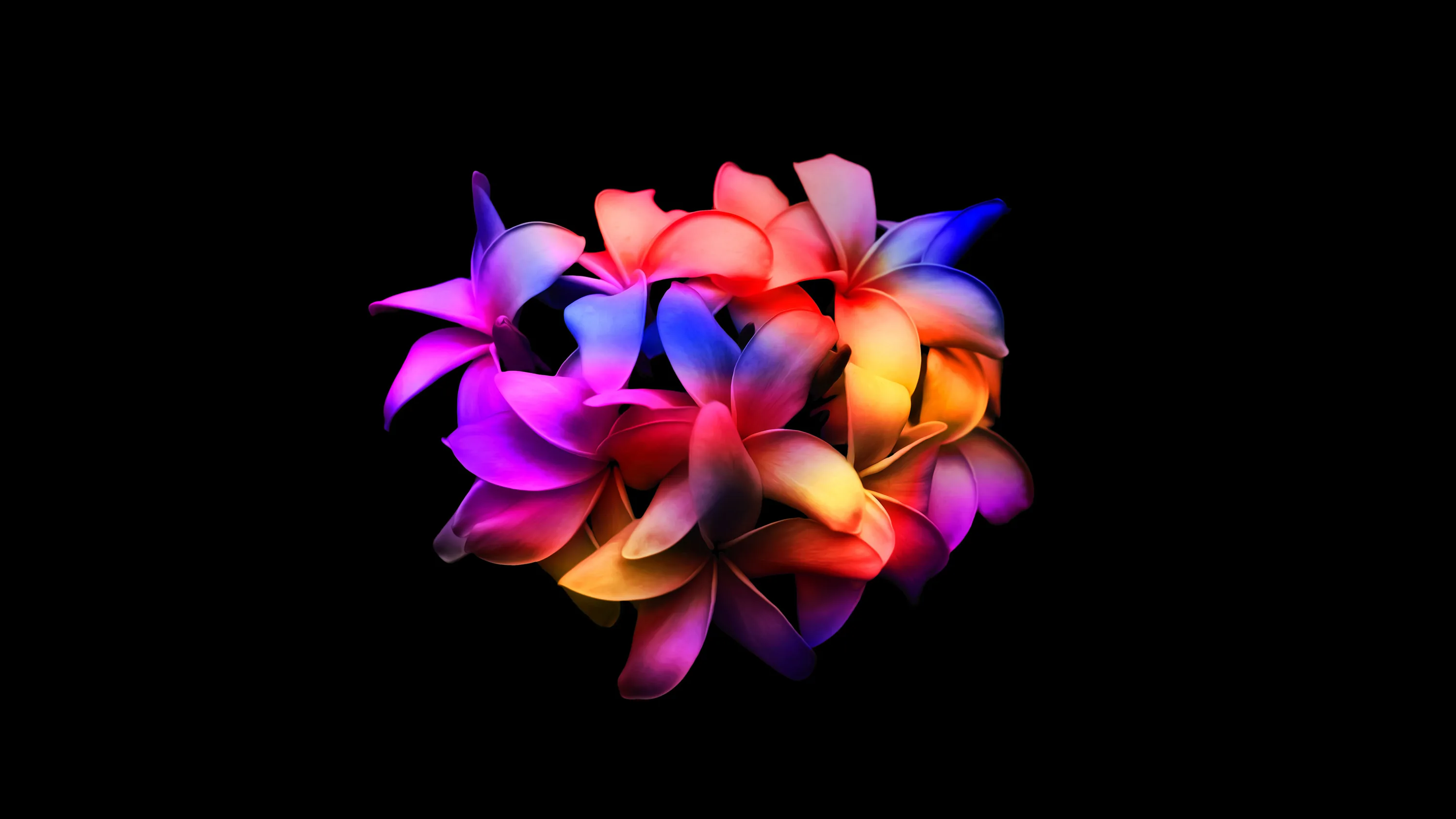 A tight bunch of frangipani blooms lit in pink, orange and violet neon, floating in the middle of a completely black field.