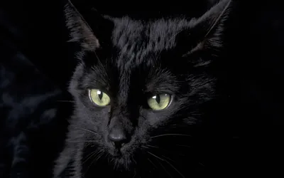 A black cat looks straight into the lens with pale green eyes, its ears flattened slightly and the background left as unbroken shadow.