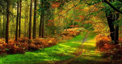 Rust-orange ferns line both sides of a grassy ride under mixed autumn trees, the path pulling the eye to a bright gap at centre.