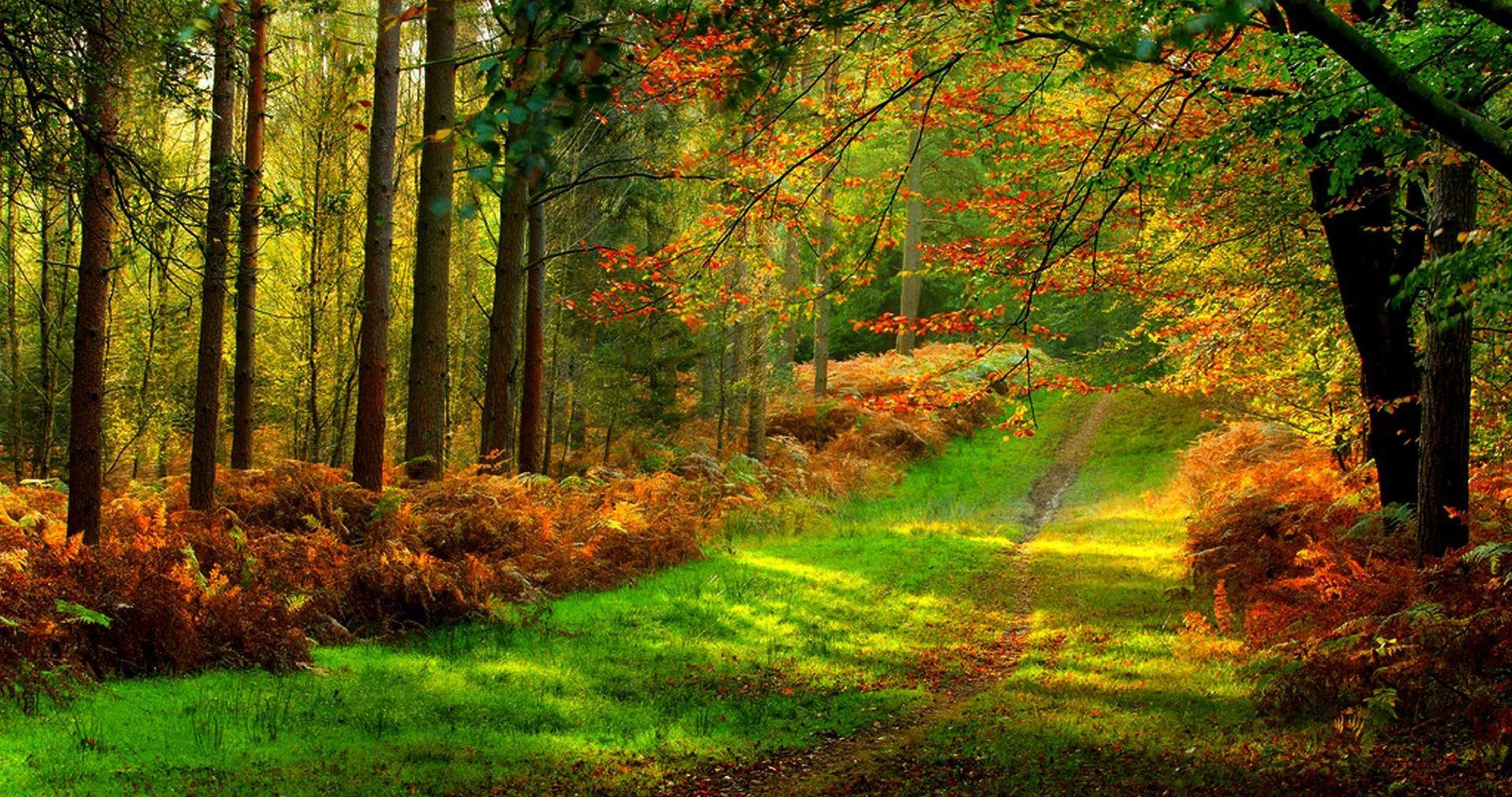 Rust-orange ferns line both sides of a grassy ride under mixed autumn trees, the path pulling the eye to a bright gap at centre.
