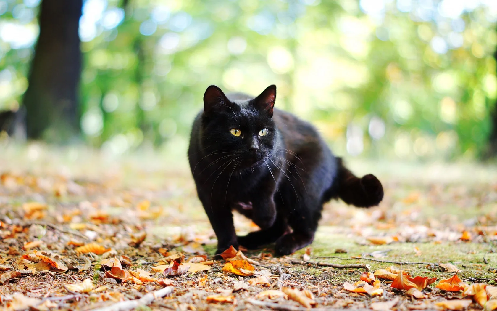 A black cat pads straight down a woodland path scattered with orange leaves, the trees behind it dissolved into green bokeh.