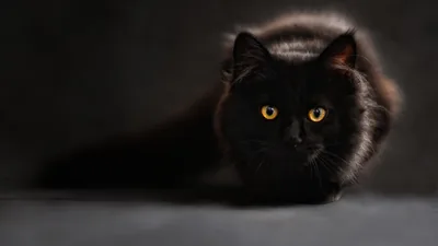A thick-coated black cat crouches low on a grey studio floor, orange eyes forward and its tail curled out along the left edge.