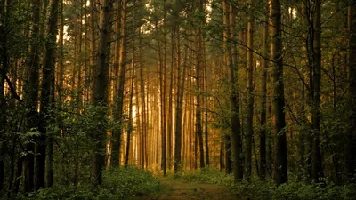 Warm orange light filters through a wall of thin pine trunks onto a shaded track, the dark green edges fading toward black at both sides.