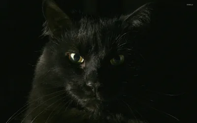 Only half the cat's face is lit, greenish eyes and a few whiskers picked out while the rest of the frame falls away into black.