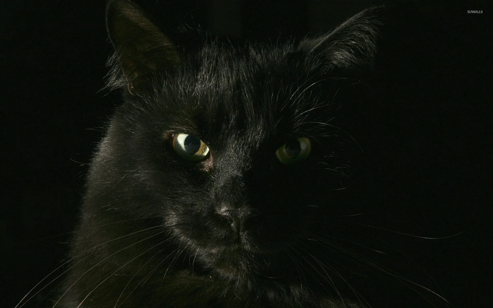 Only half the cat's face is lit, greenish eyes and a few whiskers picked out while the rest of the frame falls away into black.