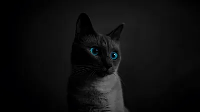 A slim grey cat turns its head to the left, blue eyes lit bright against a dark charcoal wall that fades out toward the corners.