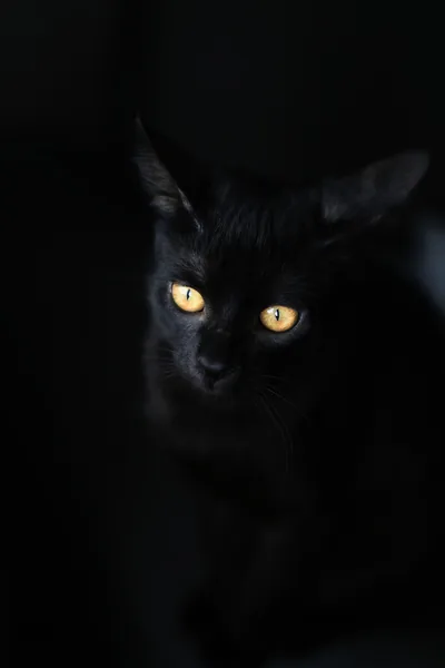 A tall vertical crop where almost everything is black, a cat's amber eyes and one lit ear the only things breaking the shadow at mid-height.