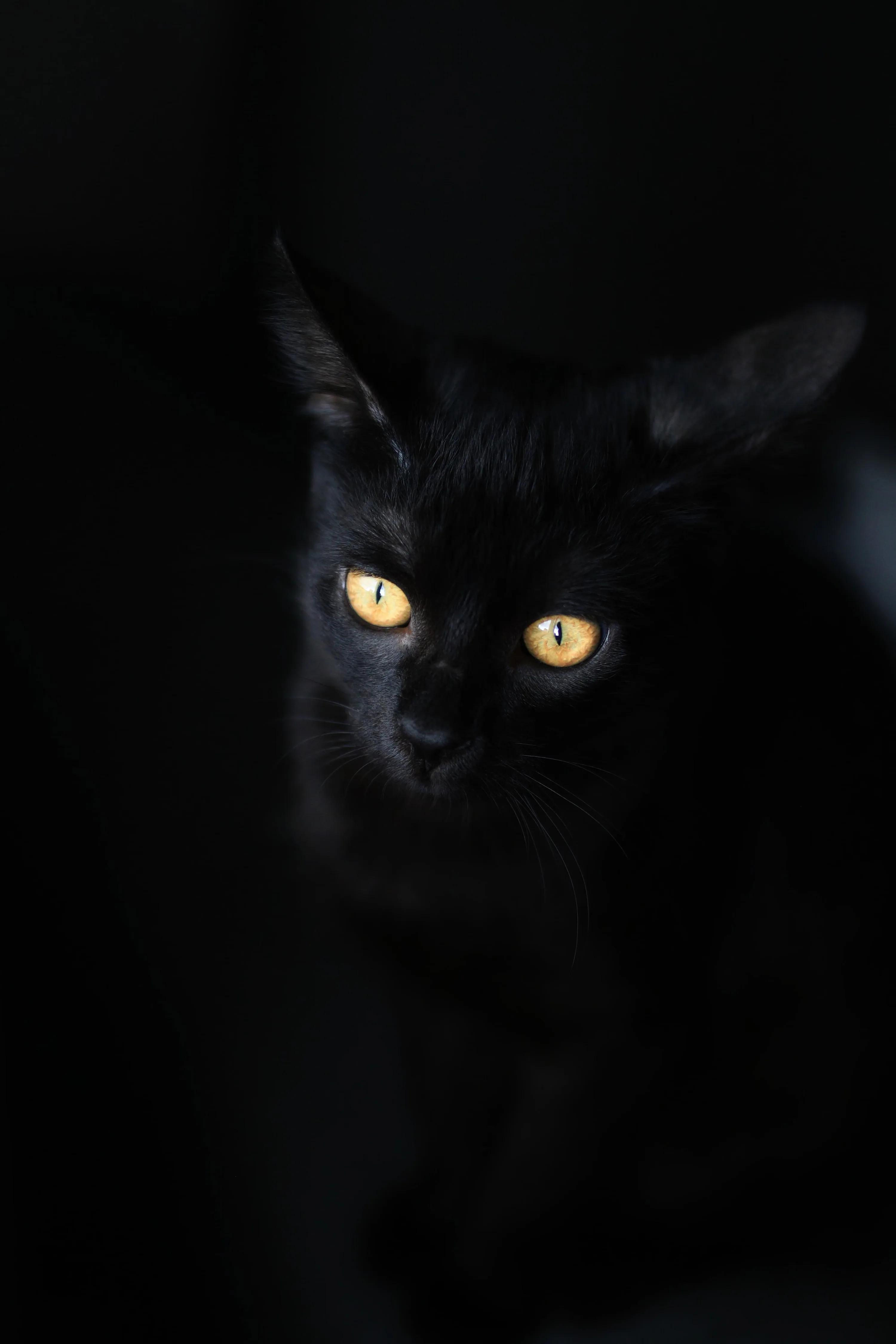 A tall vertical crop where almost everything is black, a cat's amber eyes and one lit ear the only things breaking the shadow at mid-height.