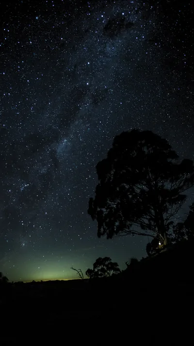 The Milky Way arcs across the top of the frame while a single tree stands in silhouette at the right, a thin green airglow just above the horizon.