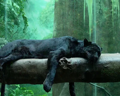A black panther sprawls asleep along a thick branch, one paw hanging down, with sunlit jungle greens glowing behind the glass of its enclosure.