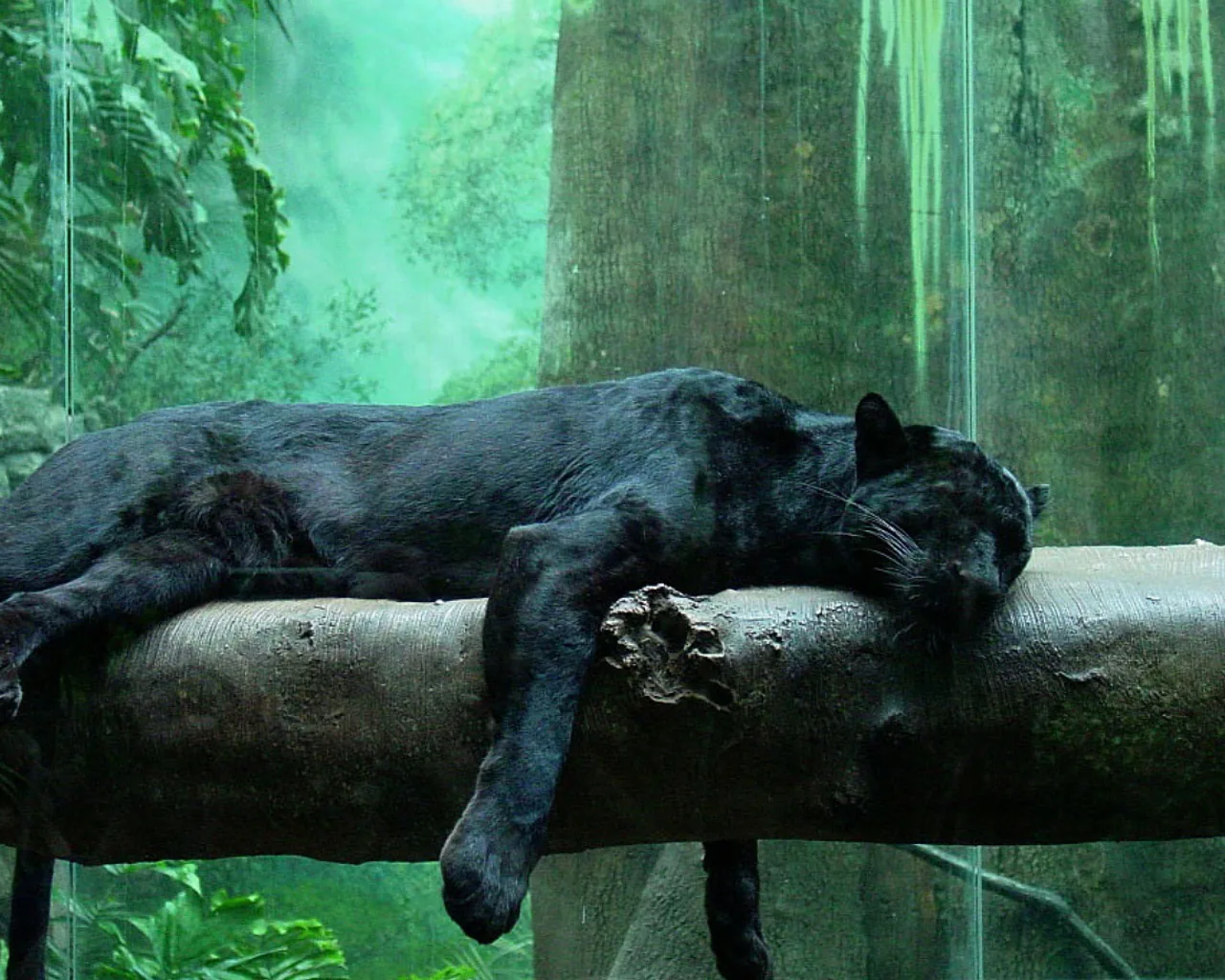 A black panther sprawls asleep along a thick branch, one paw hanging down, with sunlit jungle greens glowing behind the glass of its enclosure.