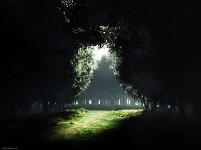 Dark trees arch over a grassy path toward a bright misty gap at centre, the corners of the frame falling to full black.