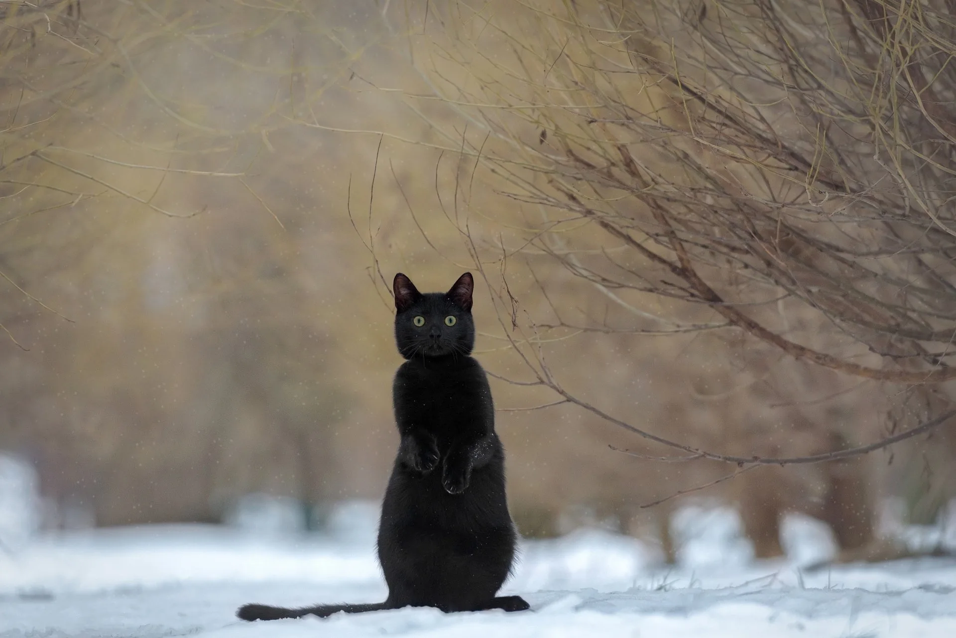A black cat sits bolt upright on fresh snow, eyes reflecting the light, with dry winter branches spreading out behind in soft focus.