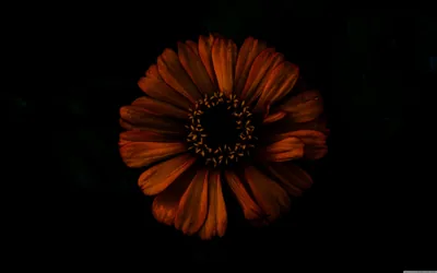One orange bloom catches a narrow beam of light, its ragged petals warm at the tips and the rest of the frame swallowed by black.