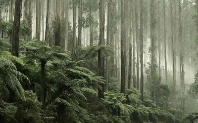 A hillside of tree ferns spreads beneath towering straight eucalypt trunks in drifting mist, the whole scene held in muted grey-green.