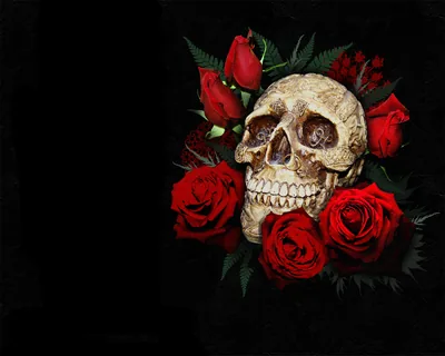 A skull sits among red roses and dark leaves on the right, the left third of the frame left completely black.