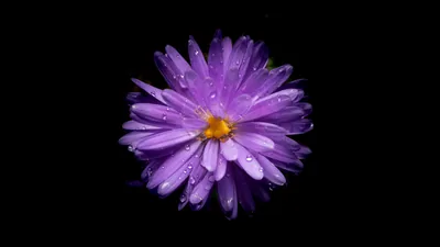 A single purple aster faces the lens dead centre with a yellow eye, water beads sitting along every petal on plain black.