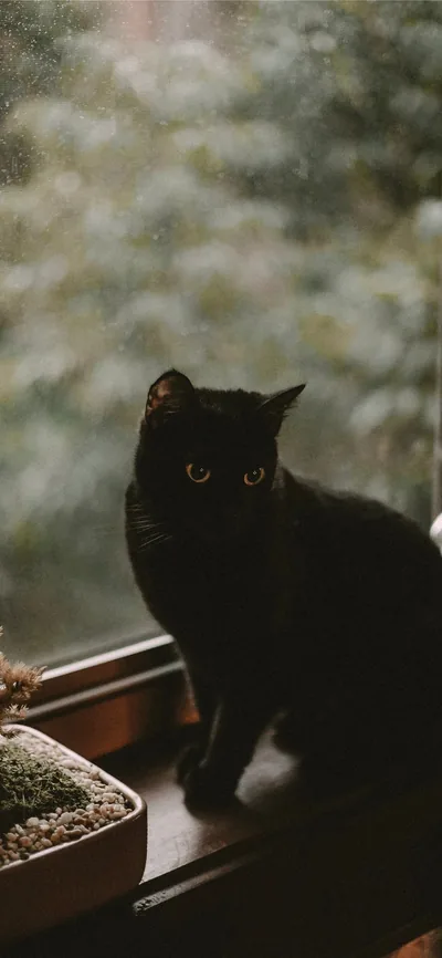 A black cat sits on a wooden sill beside a potted succulent, the window behind it fogged with rain and out-of-focus greenery.