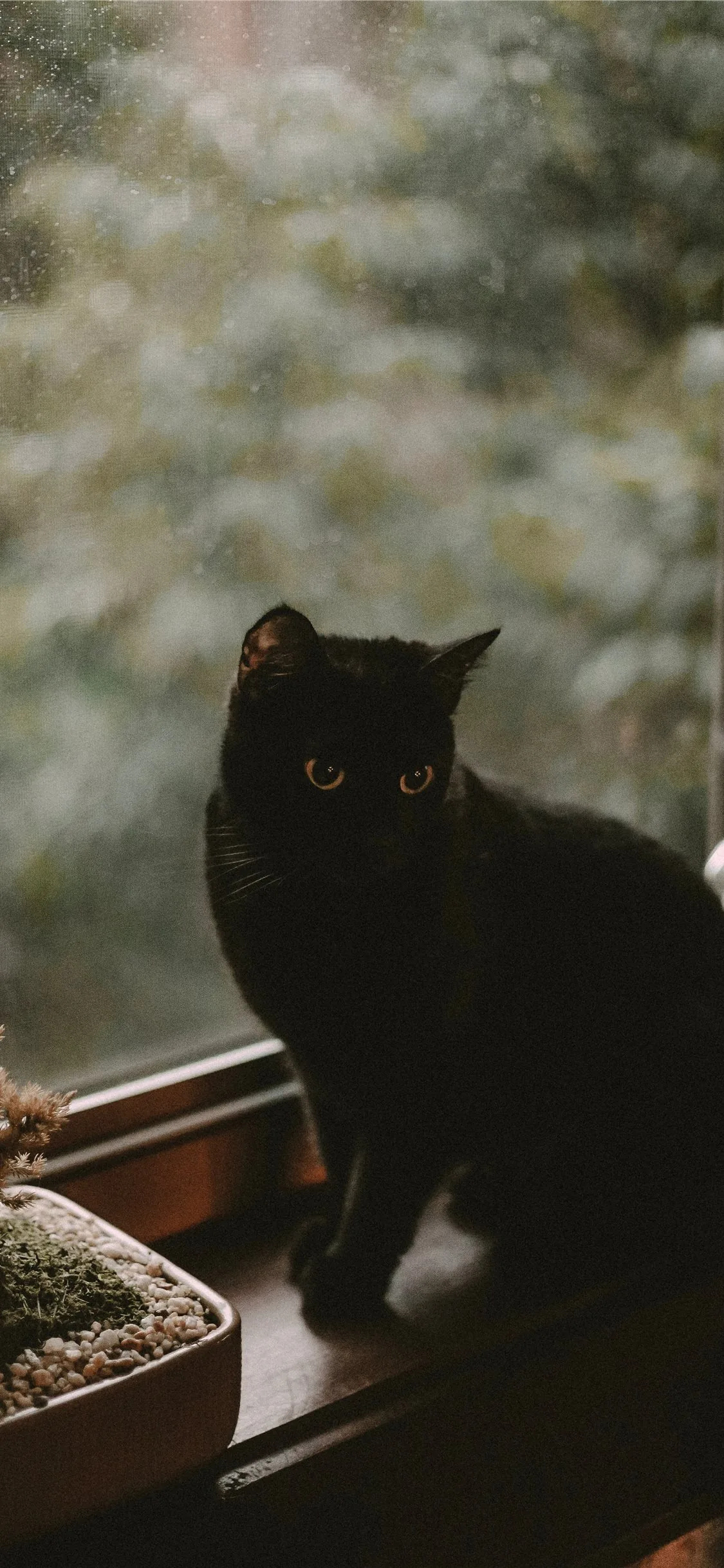 A black cat sits on a wooden sill beside a potted succulent, the window behind it fogged with rain and out-of-focus greenery.